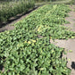 bed of dragon pickle cucumber plants