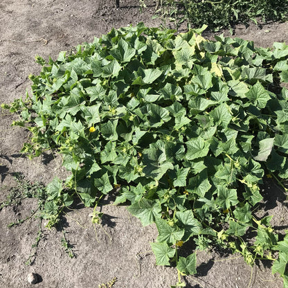 dragon pickle cucumber plant