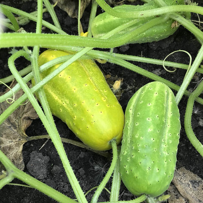 dragon pickle cucumber trio