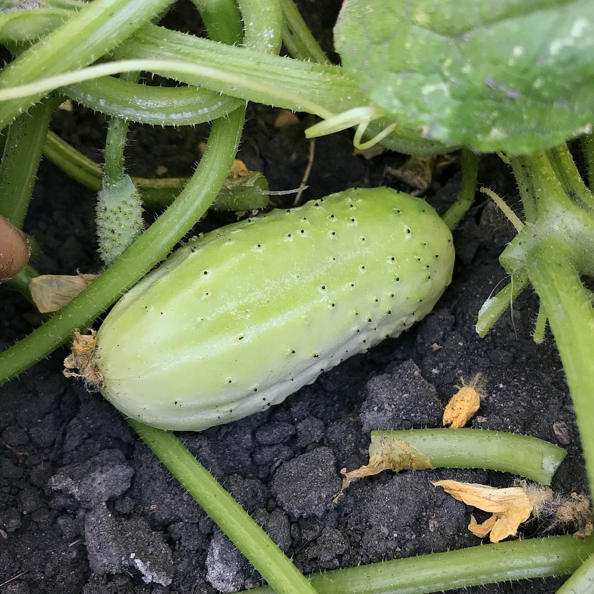 dragon pickle cucumber on the vine