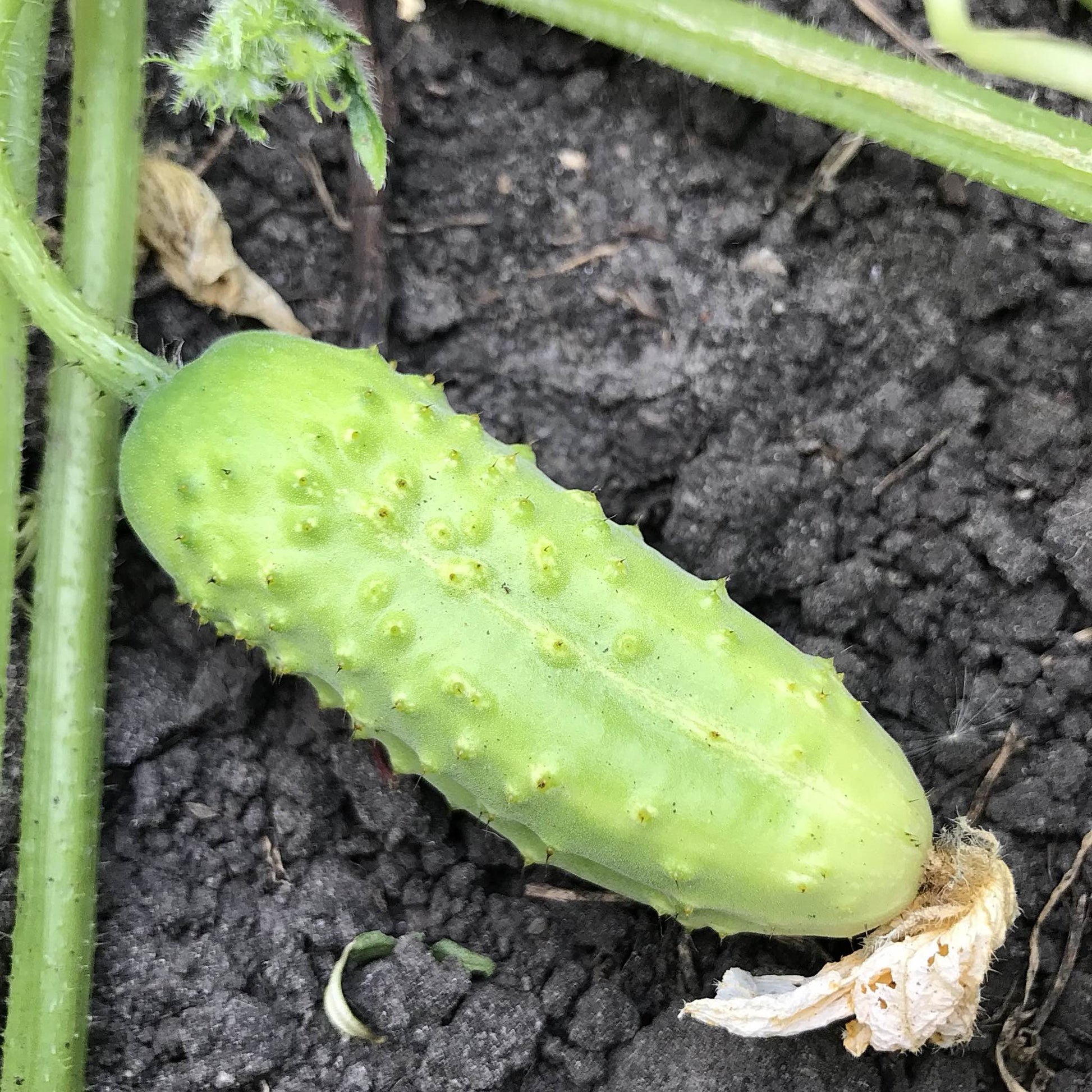 young dragon pickle cucumber