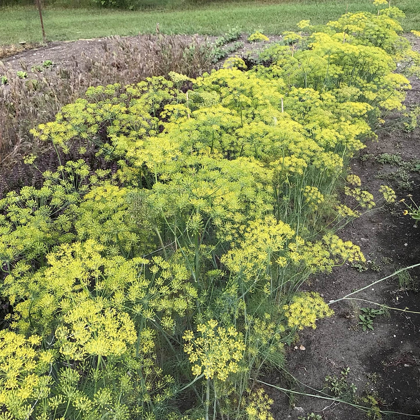 Dill - Ambrojia