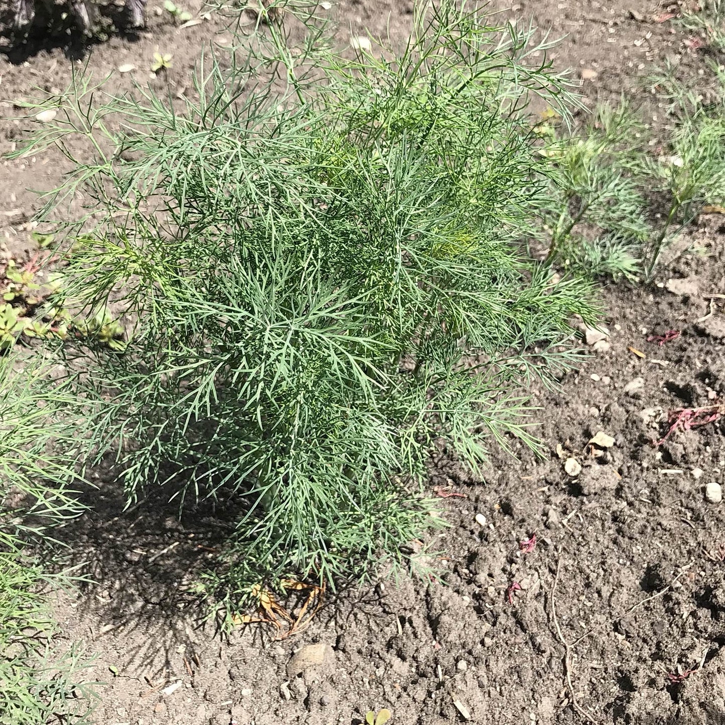 Dill - Ambrojia