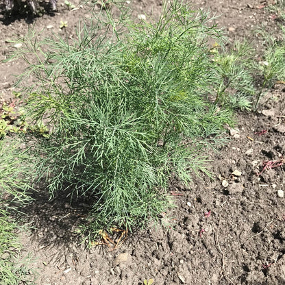 Dill - Ambrojia