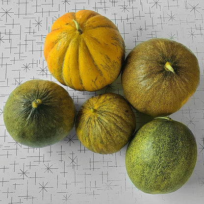 Melon - Kherson Cantaloupe