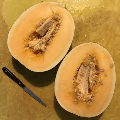 Melon - Kherson Cantaloupe