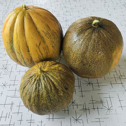 Melon - Kherson Cantaloupe