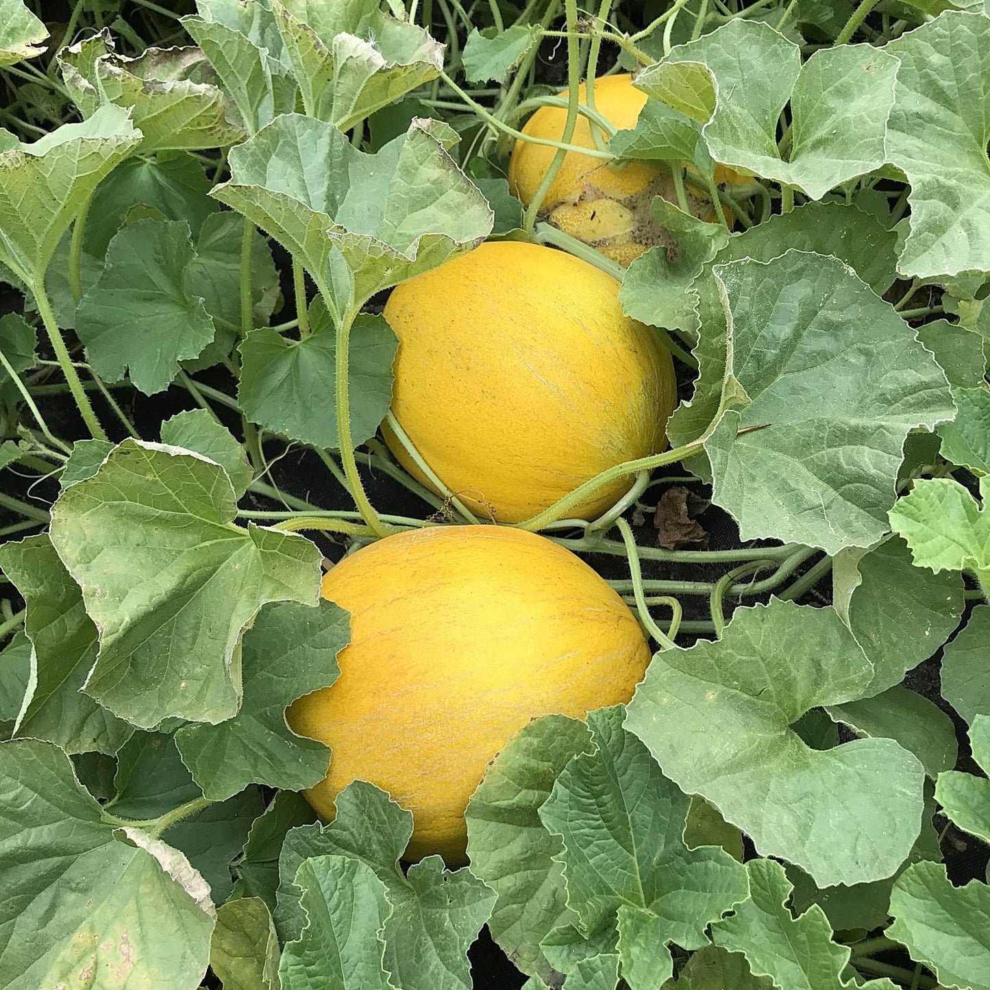 three ripe kherson market melons peeking out from beneath the leaves