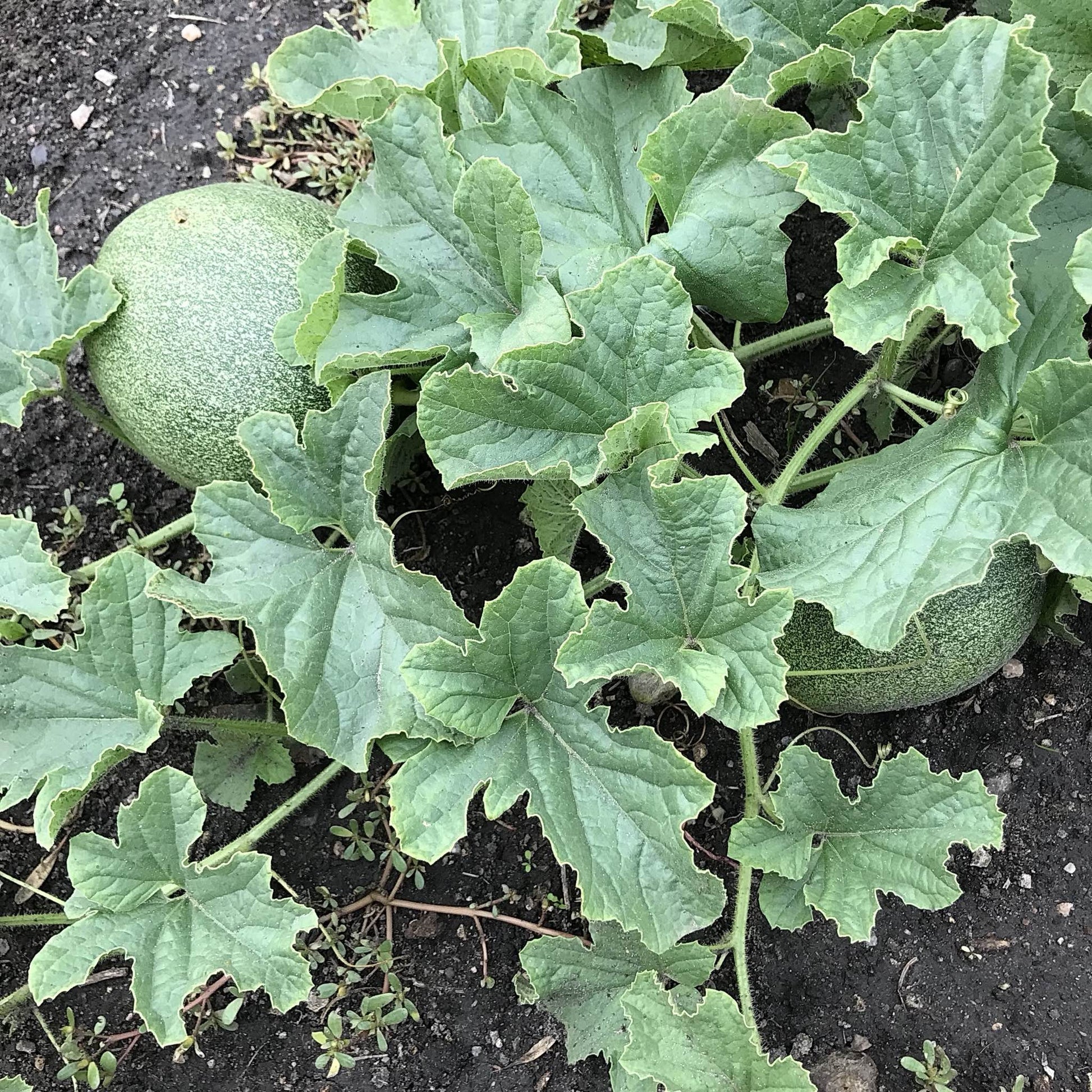 young kherson market melons on the vine