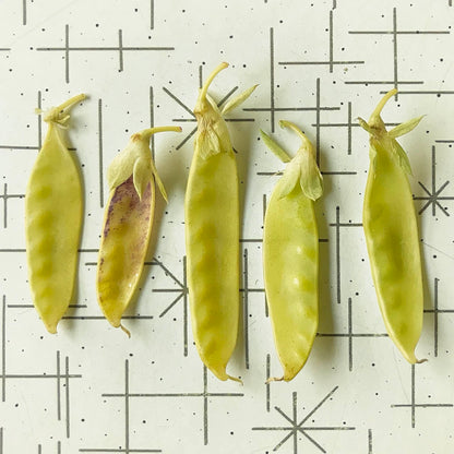 five golden snow pea pods, one with a burgundy blush
