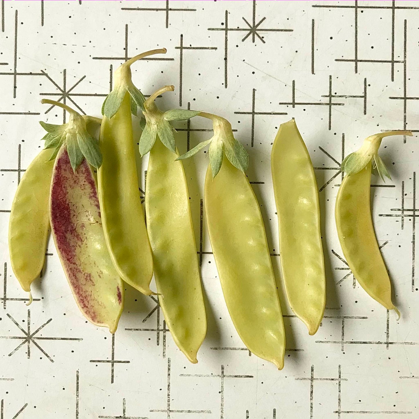 seven golden snow pea pods in a row
