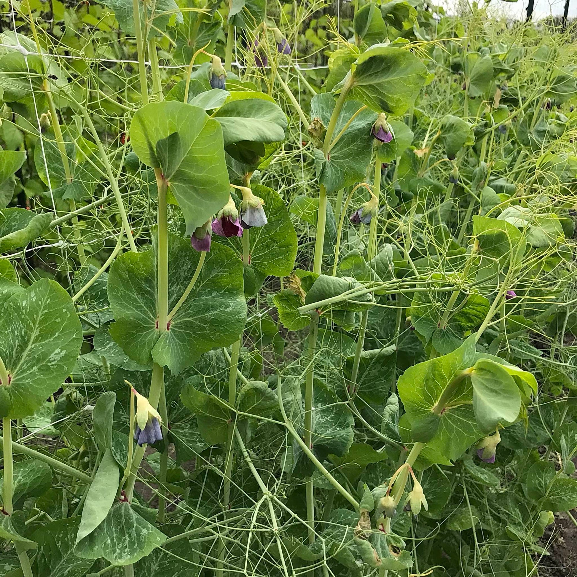 young snow pea plants growing on a trellis with lots of flowers and hyper-tendril vines