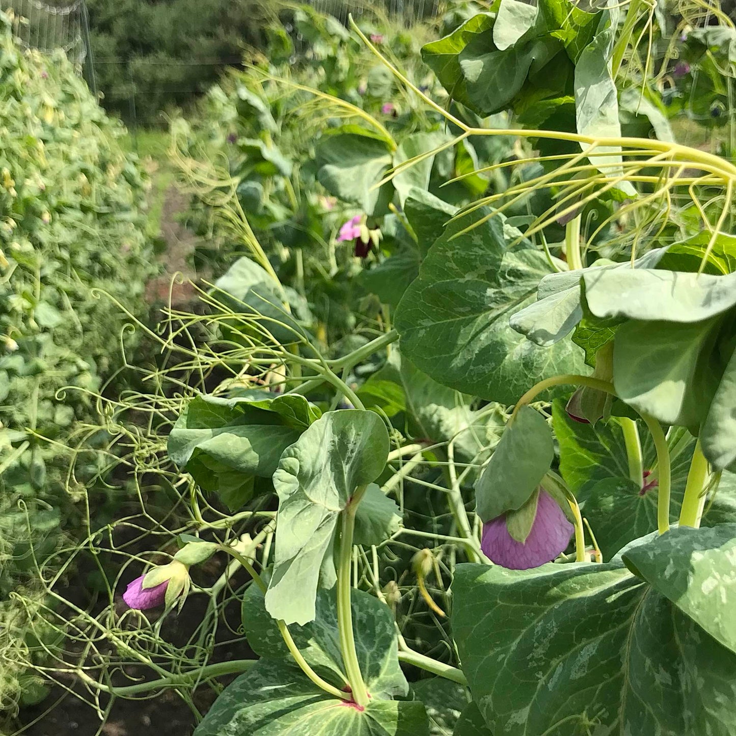 pea vines with tendrils and flowers
