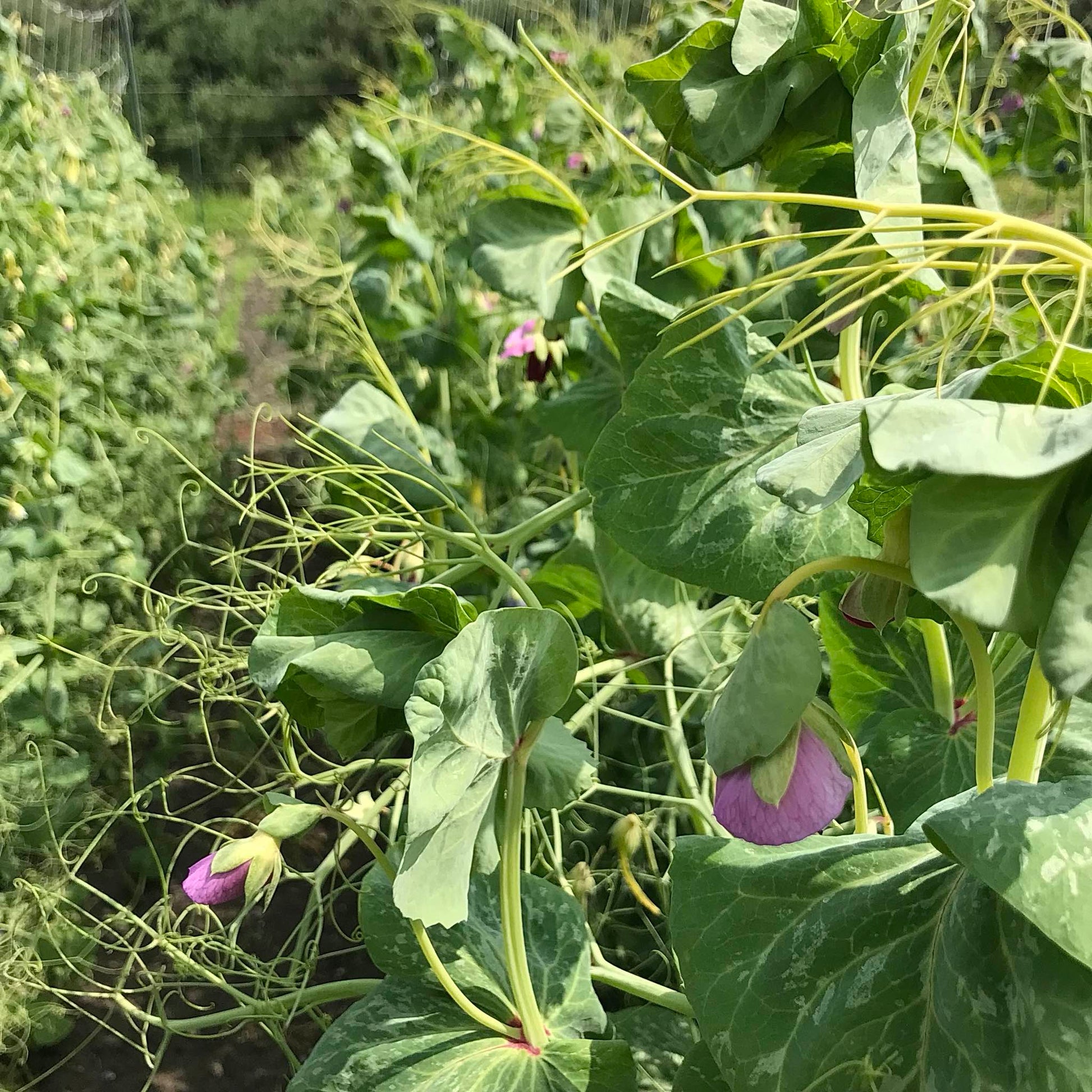 pea vines with tendrils and flowers
