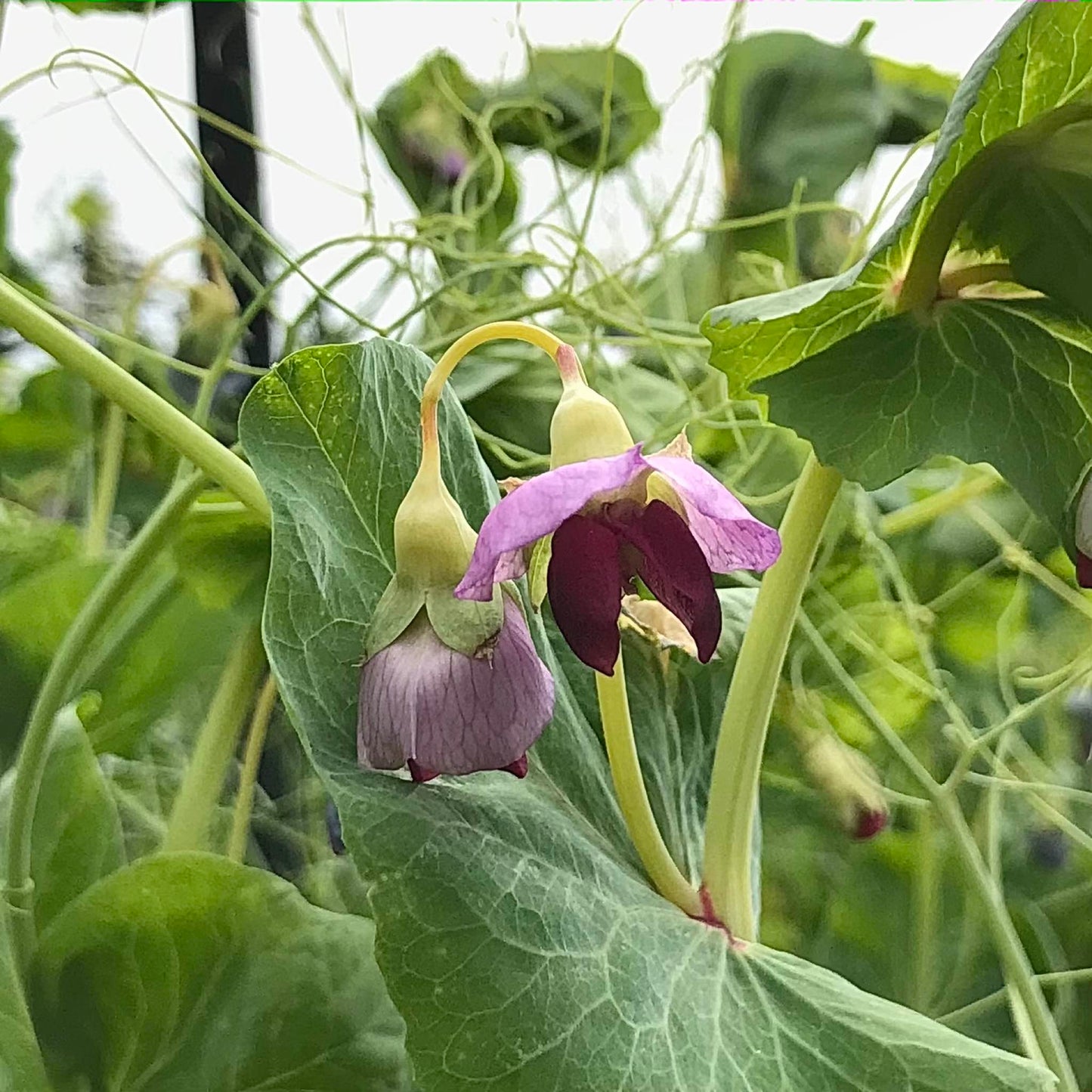 pink and purple snow pea flowers on a bright but overcast day