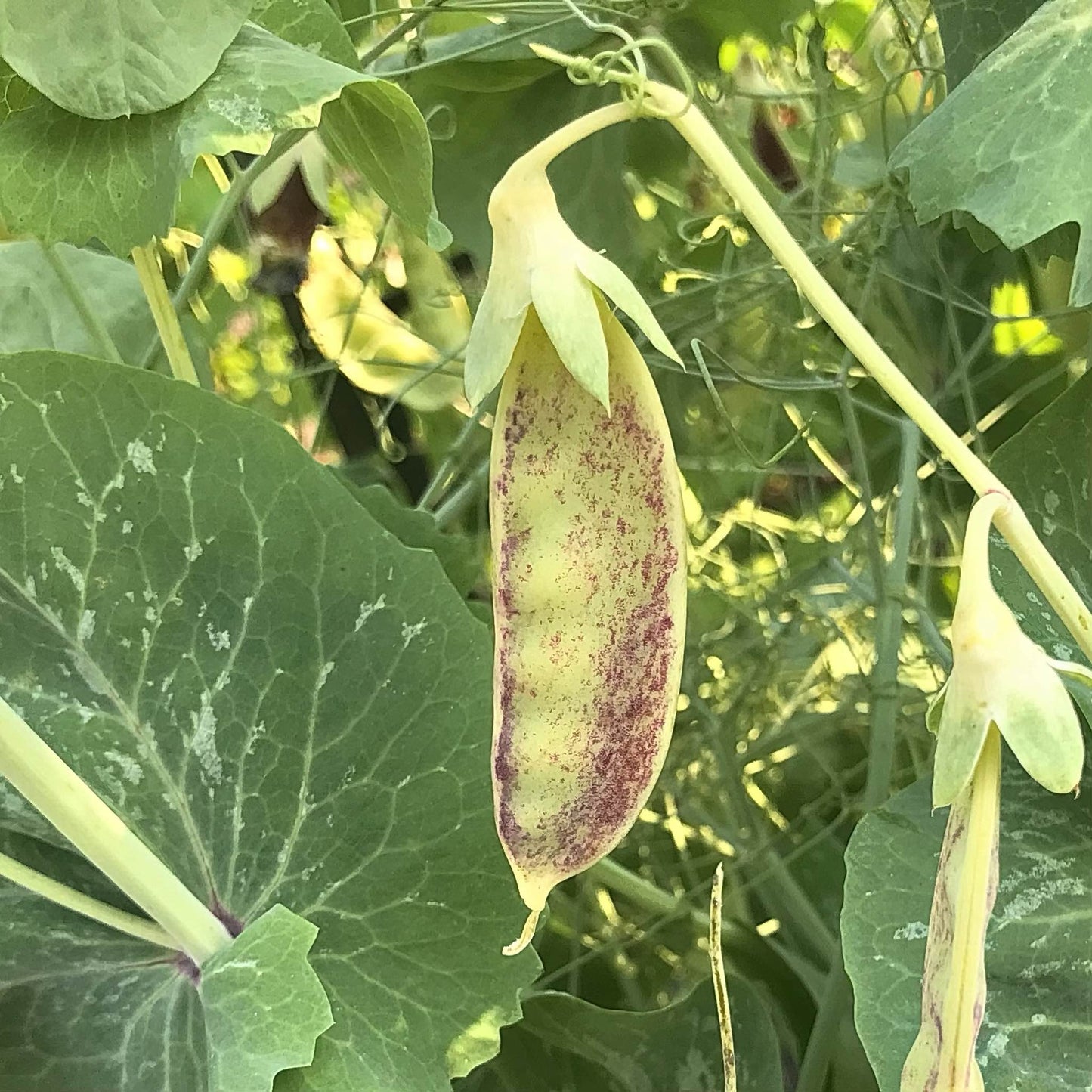 Snow Pea - Golden Ruby