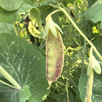 Snow Pea - Golden Ruby