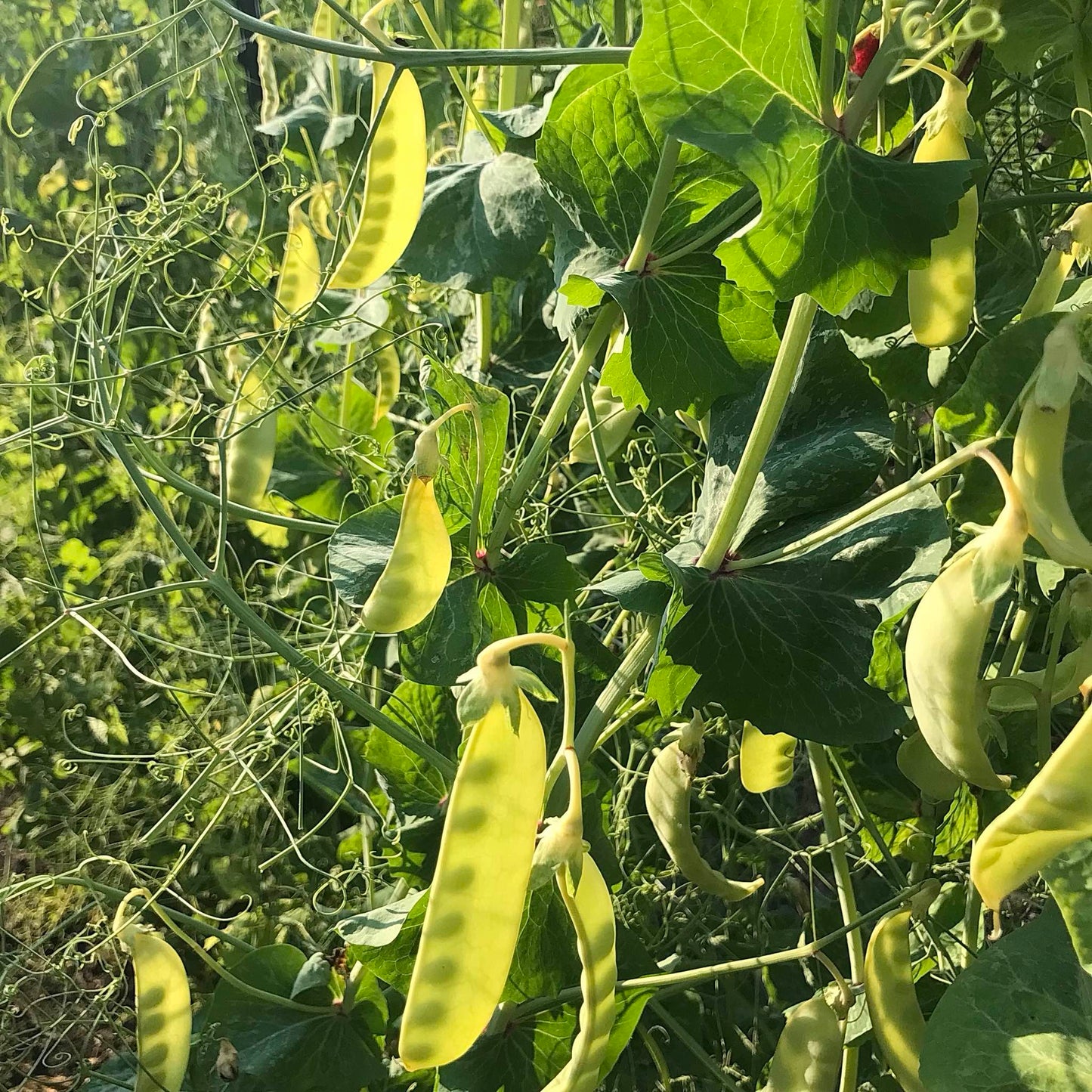 translucent yellow snow pea pods with the sun shining through them so you can see the immature seeds within