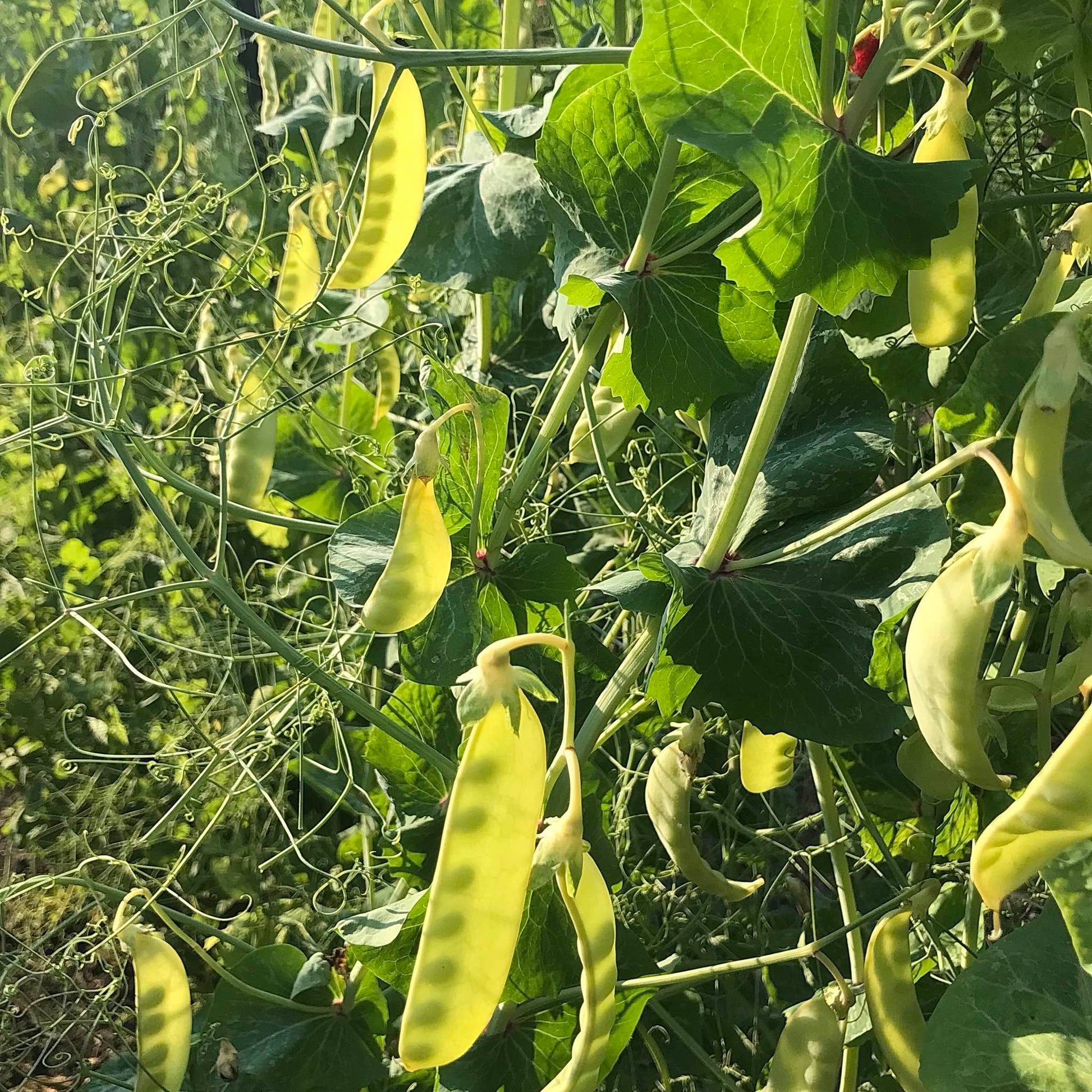 translucent yellow snow pea pods with the sun shining through them so you can see the immature seeds within