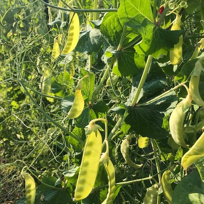 translucent yellow snow pea pods with the sun shining through them so you can see the immature seeds within