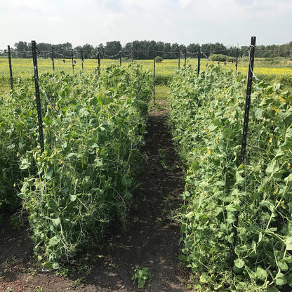 three beds of snow peas growing up trellis