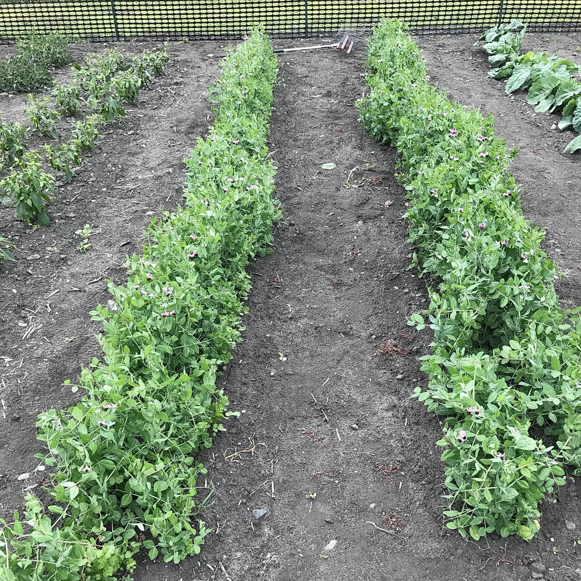 bed of young snow pea plants