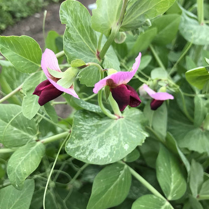 snow pea flower