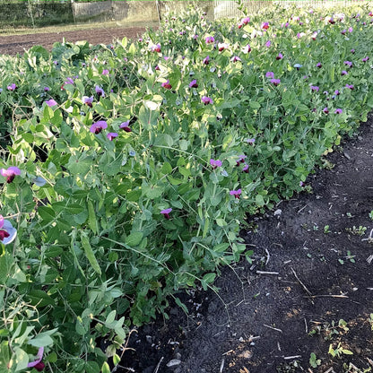 mature snow pea plants