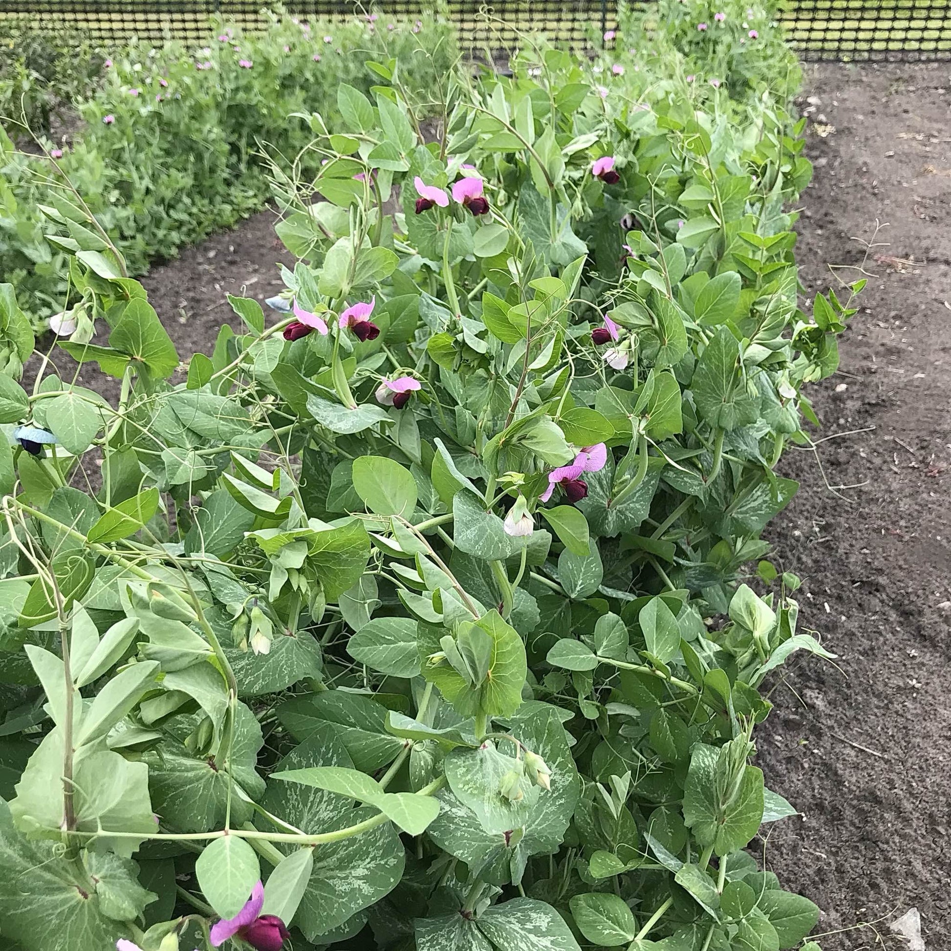 looking down a bed of snow pea plants