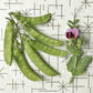 snow pea pods and flower