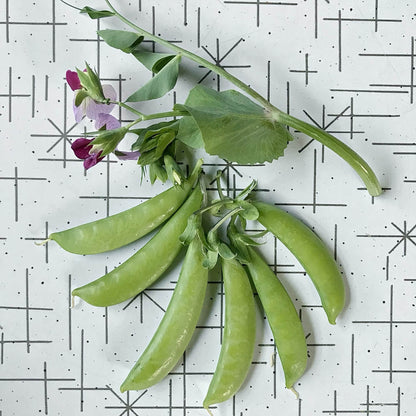 Snap Pea - Magnolia Blossom