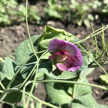 oregon snow pea flower