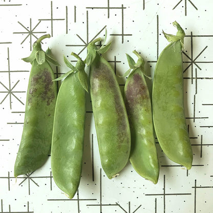 oregon snow pea pods