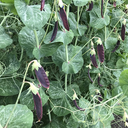 Snow Pea - Ruby Beauty