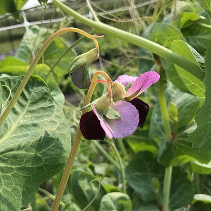 Snow Pea - Ruby Beauty