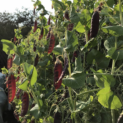 Snow Pea - Ruby Beauty