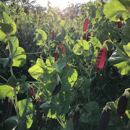 Snow Pea - Ruby Beauty