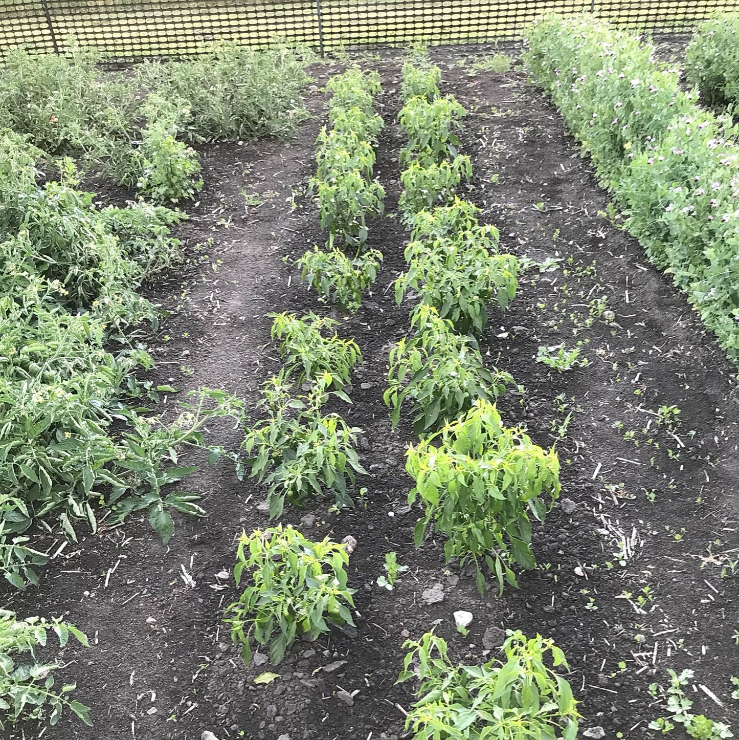 bed of chimayo chile pepper plants