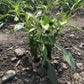 young chimayo chile pepper plant