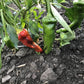 chimayo peppers touching the ground