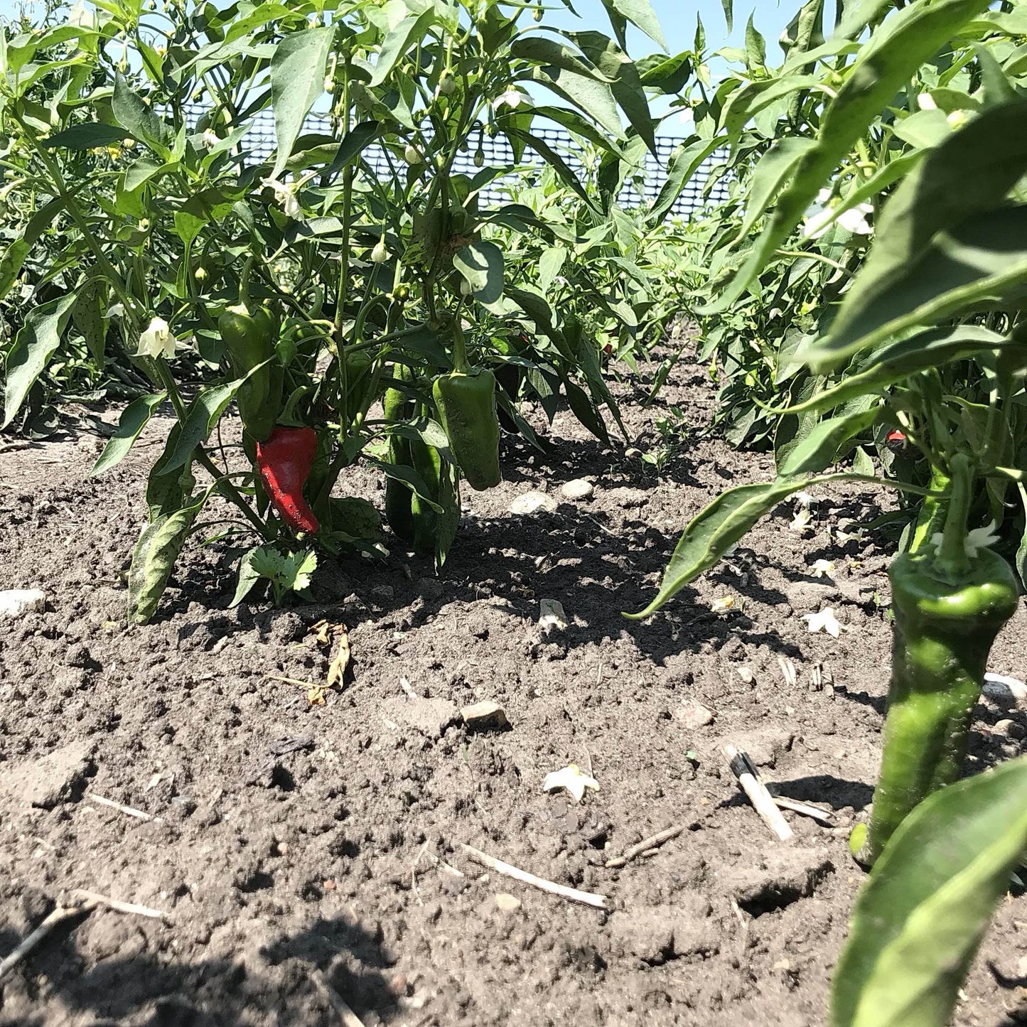 ground view of chimayo pepper plants