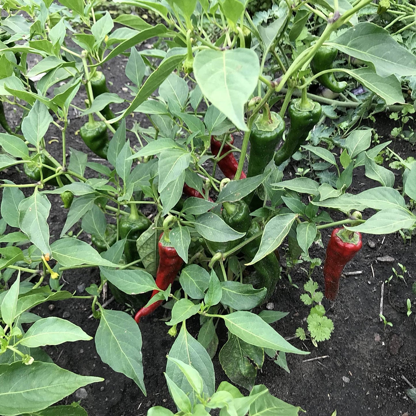 chimayo pepper plant with many pods