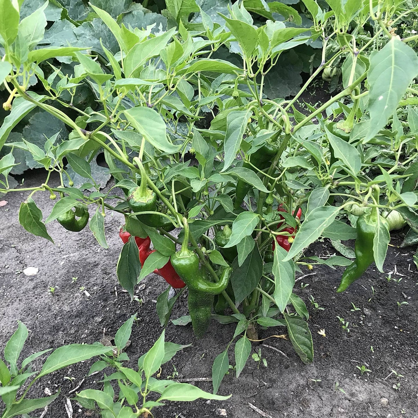 chimayo chile pepper plant