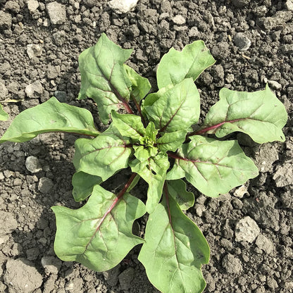 spinach plant with semi-savoyed leaves and red veins