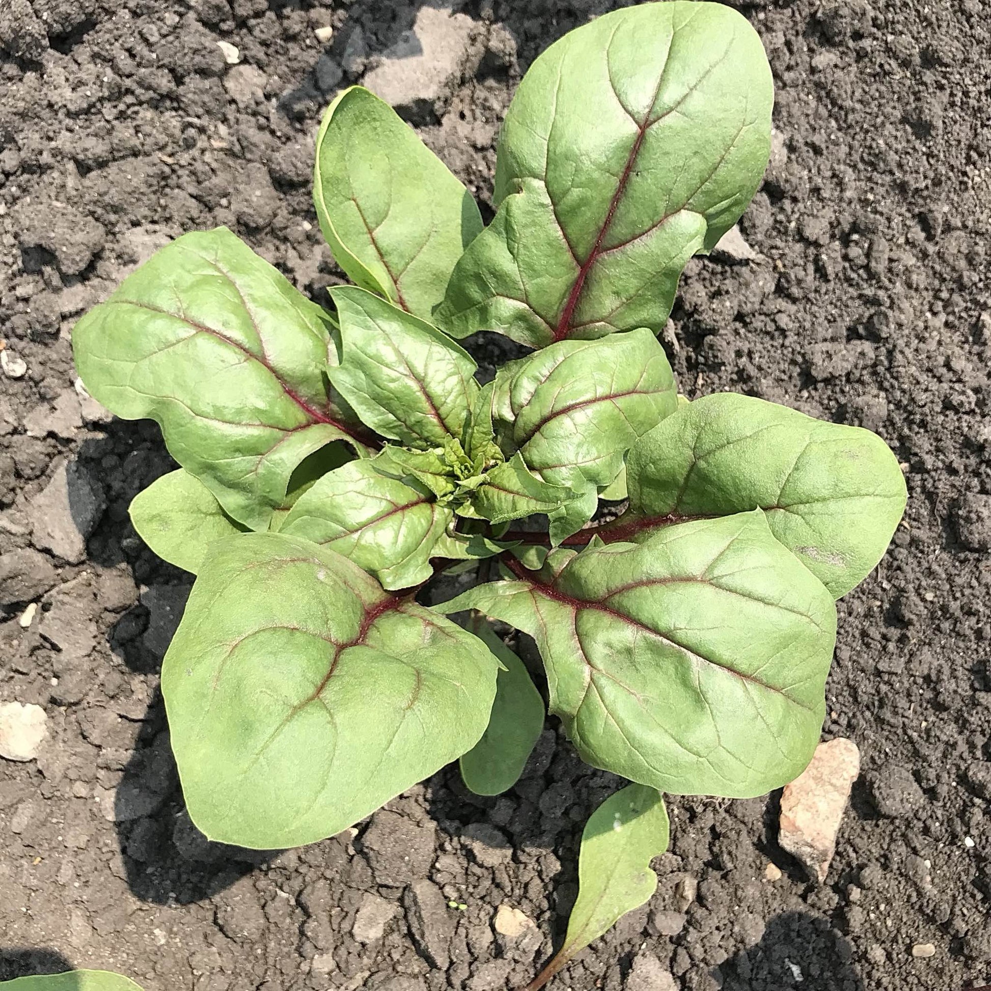 spinach plant with oval leaves and red veins