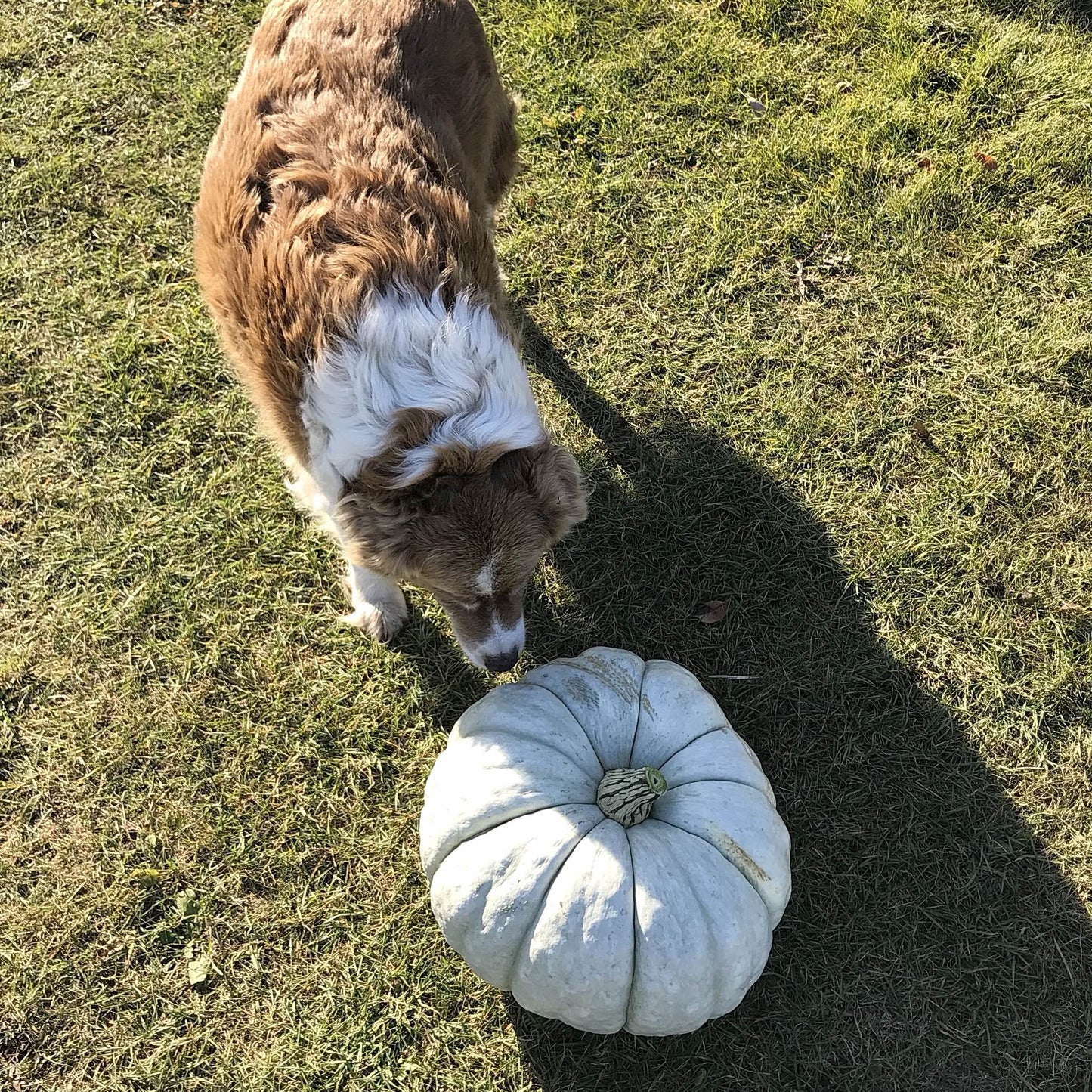 bobby the dog with a large white pumpkin