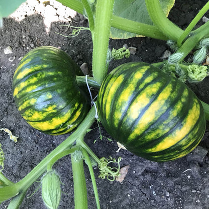 pair of yellow and green zapallo del tronco squash