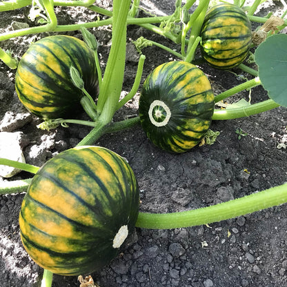 four green and yellow zapallo del tronco squash on the vine