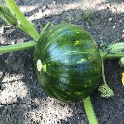 green zapallo del tronco squash