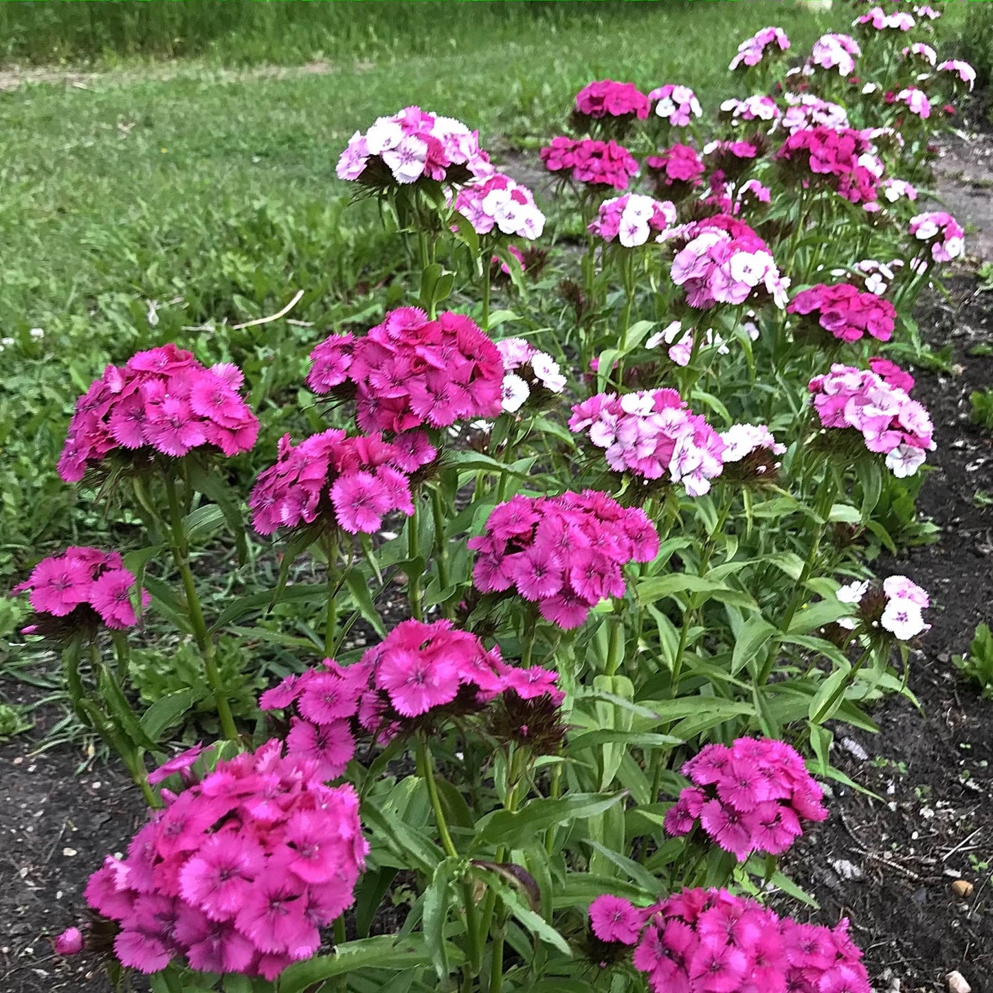 Sweet William - Parkland Mix